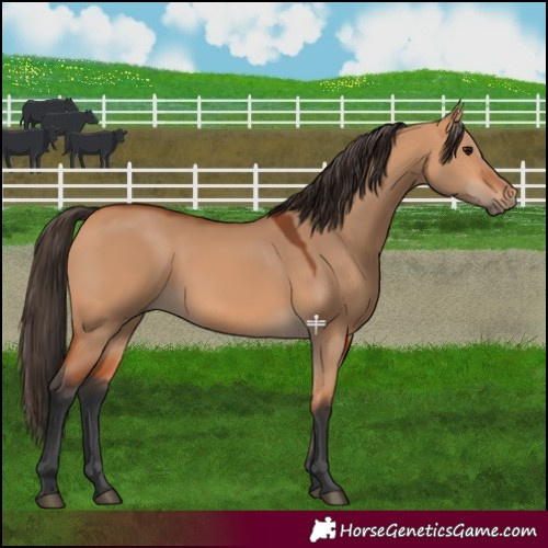 Horse Color:Bay Dun 