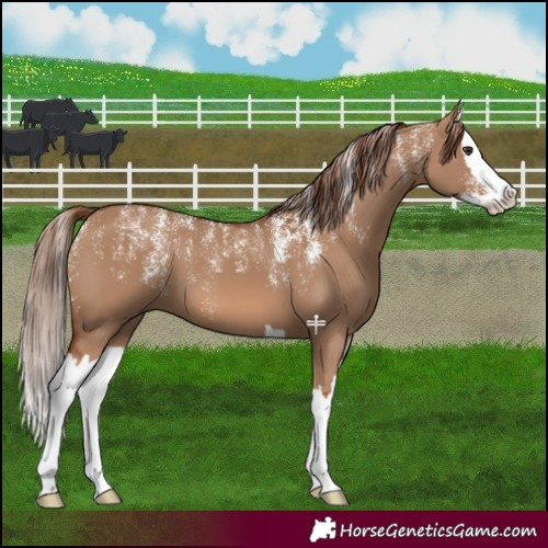 Horse Color:Powder White Red Dun Splash 