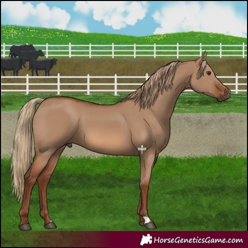 Horse Color:Red Dun 