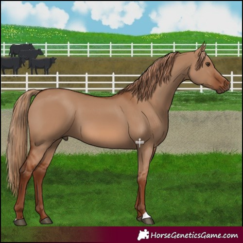 Horse Color:Red Dun 