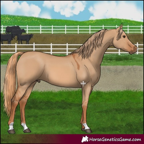 Horse Color:Red Dun 