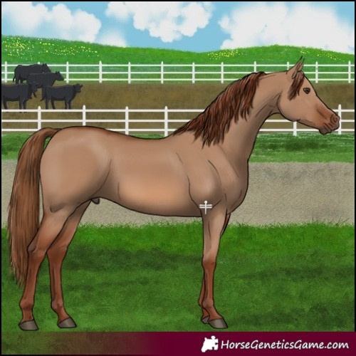 Horse Color:Red Dun 