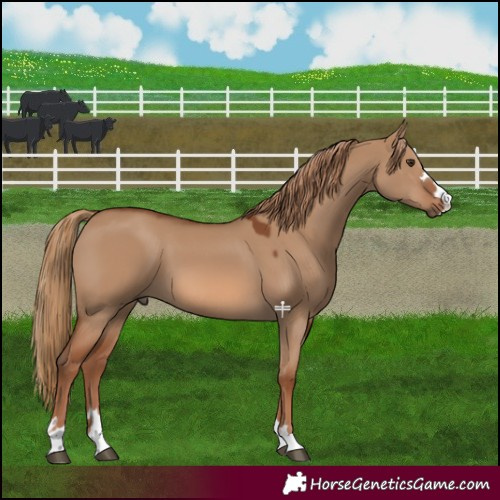 Horse Color:Red Dun 