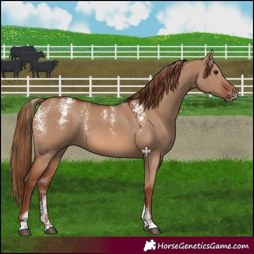 Horse Color:Powder White Red Dun 