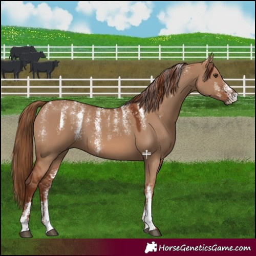 Horse Color:Powder White Red Dun 