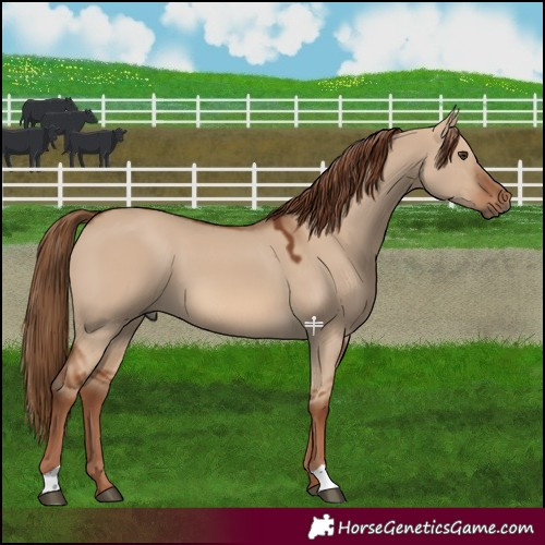Horse Color:Red Dun 