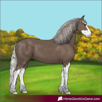 Horse Color:Silver Black Splash