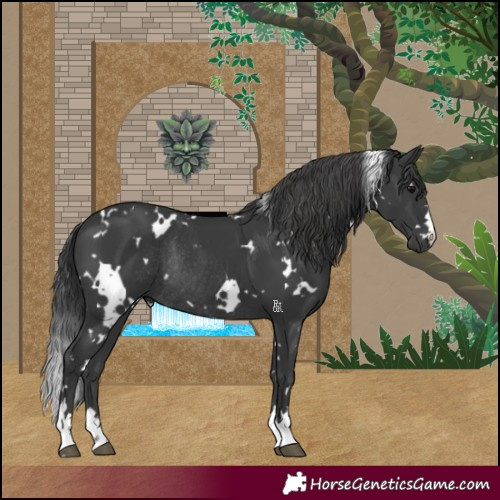 Horse Color:White Spotted Black Rabicano 