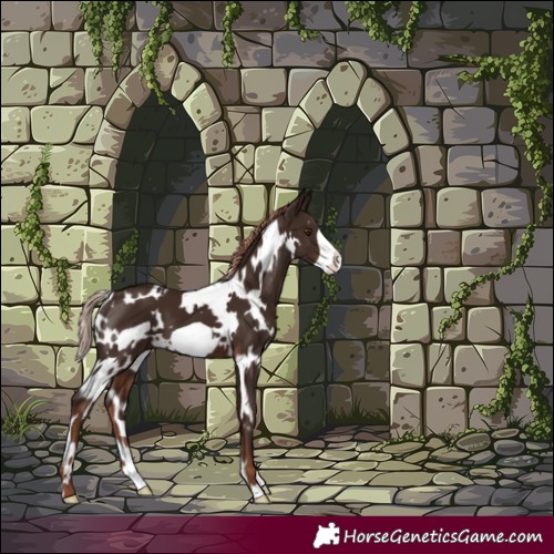 Horse Color:White Spotted Liver Chestnut Frame 