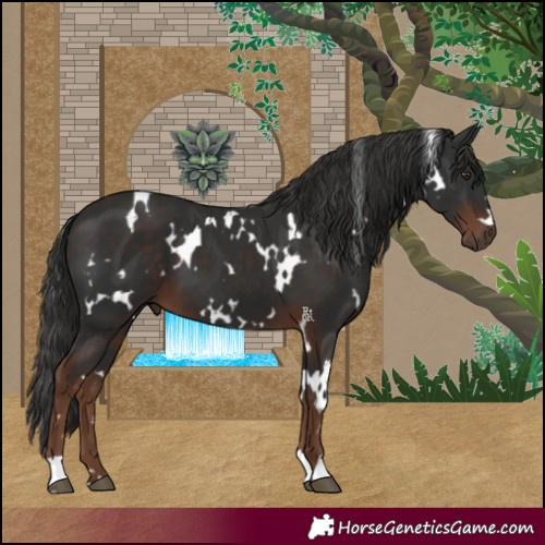 Horse Color:White Spotted Liver Chestnut 