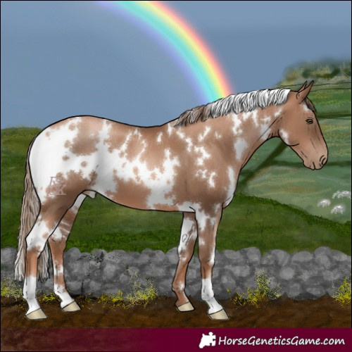 Horse Color:White Spotted Liver Chestnut Pearl 