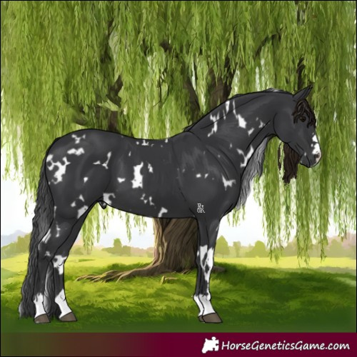 Horse Color:White Spotted Black 