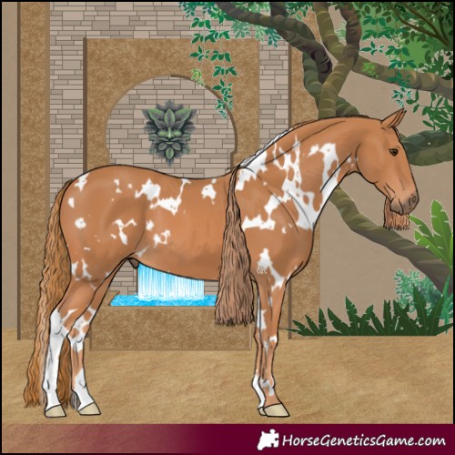 Horse Color:White Spotted Chestnut 