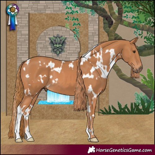 Horse Color:White Spotted Chestnut 