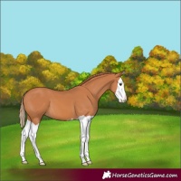 Horse Color:Chestnut Splash 
