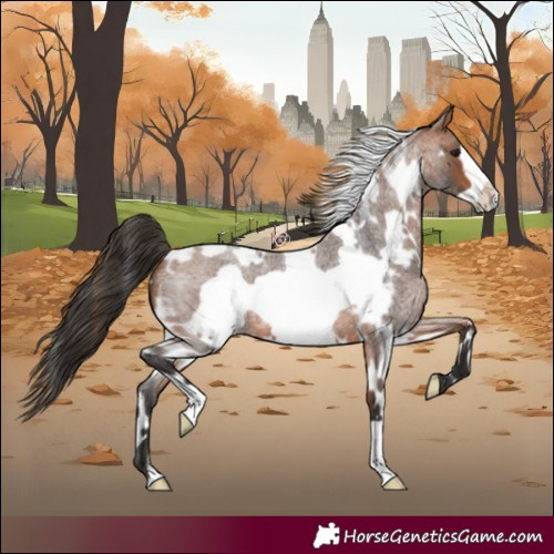 Horse Color:White Spotted Bay Roan Frame 