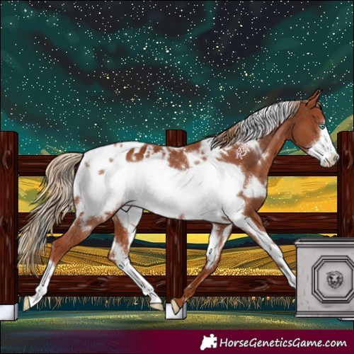 Horse Color:White Spotted Chestnut Frame Appaloosa 