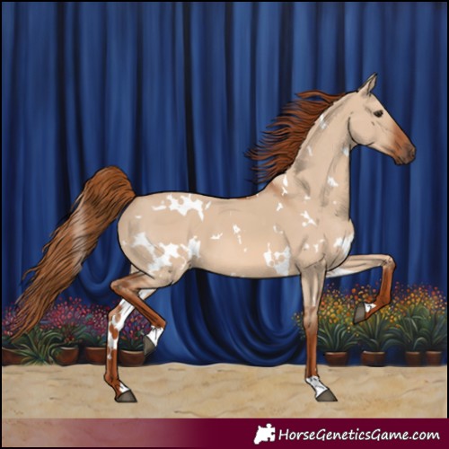 Horse Color:White Spotted Red Dun 
