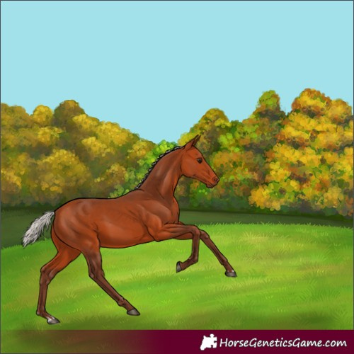 Horse Color:Silver Bay 