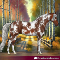 Horse Color:White Spotted Silver Bay 