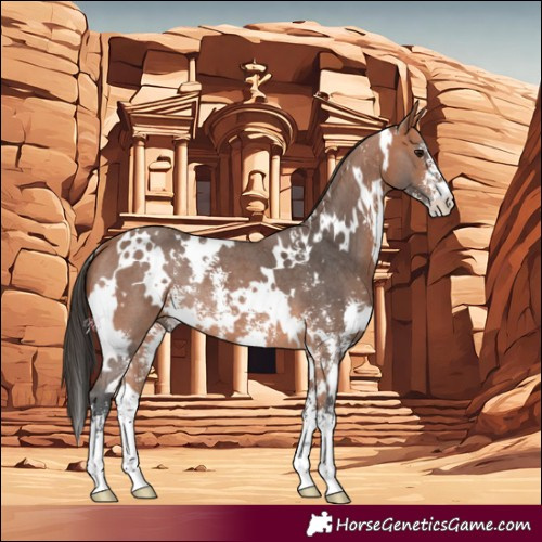 Horse Color:White Spotted Bay Sabino Rabicano 