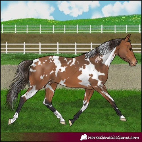 Horse Color:White Spotted Bay Appaloosa 
