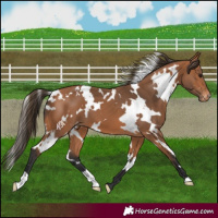 Horse Color:White Spotted Bay Varnish