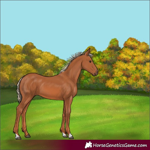 Horse Color:Chestnut 