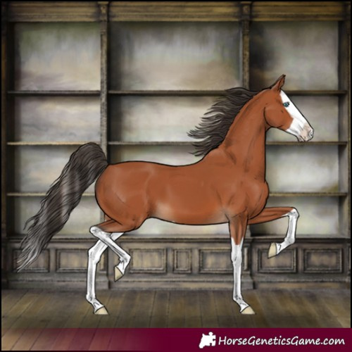 Horse Color:Bay Splash 