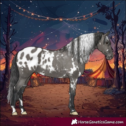 Horse Color:White Spotted Grullo Blanket 