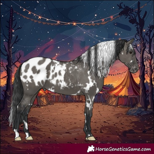 Horse Color:White Spotted Grullo Appaloosa 