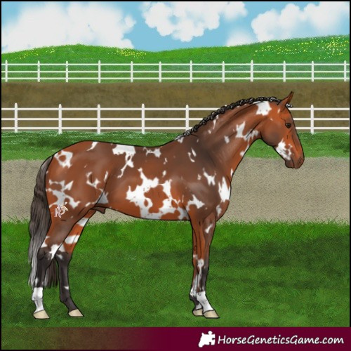 Horse Color:White Spotted Bay 