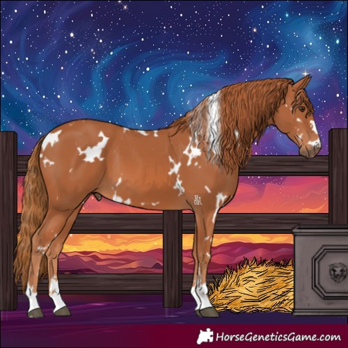 Horse Color:White Spotted Chestnut 