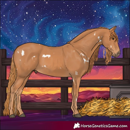 Horse Color:White Spotted Chestnut 
