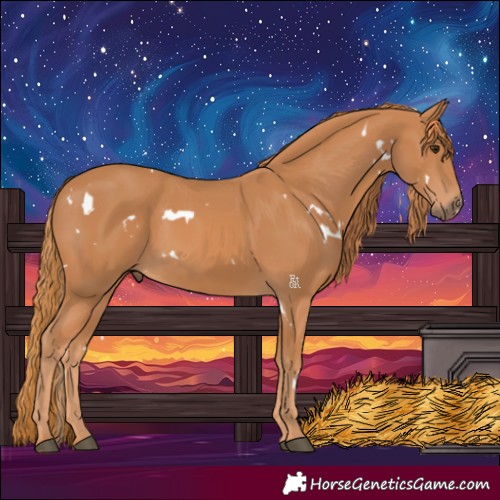 Horse Color:White Spotted Chestnut 