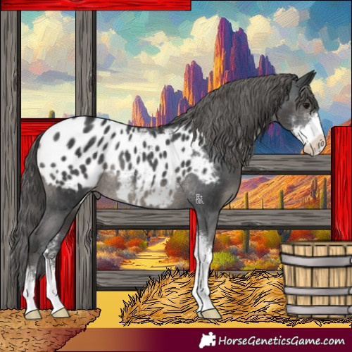 Horse Color:Black Sabino Appaloosa Rabicano 