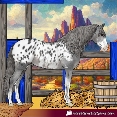 Horse Color:Black Sabino Appaloosa Rabicano 