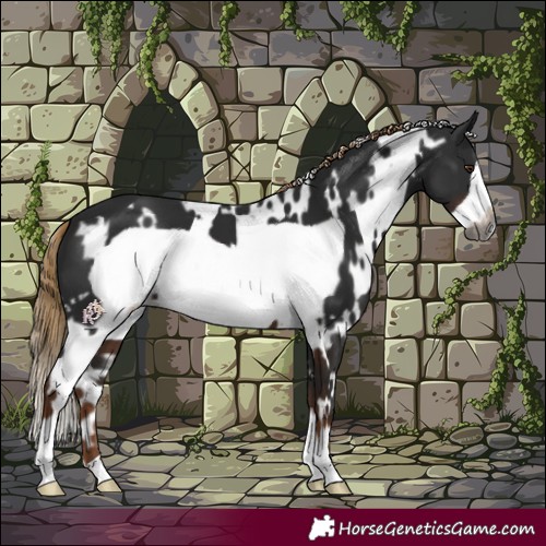 Horse Color:Gray White Spotted Liver Chestnut Frame 
