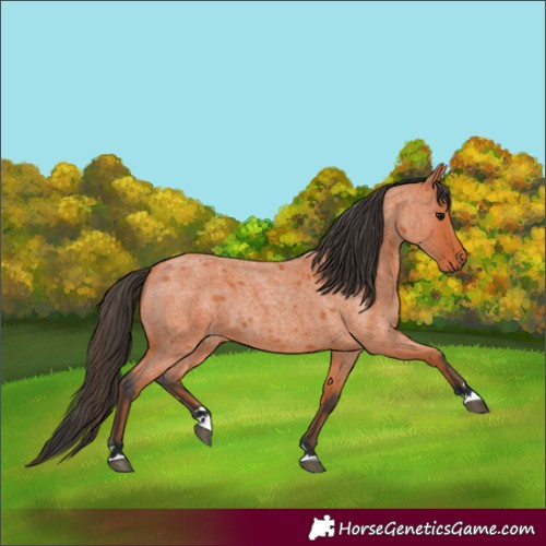 Horse Color:Bay Roan 
