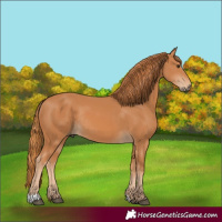 Horse Color:Chestnut Rabicano