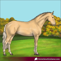 Horse Color:Palomino Rabicano 