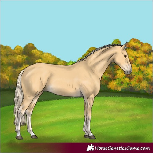 Horse Color:Palomino