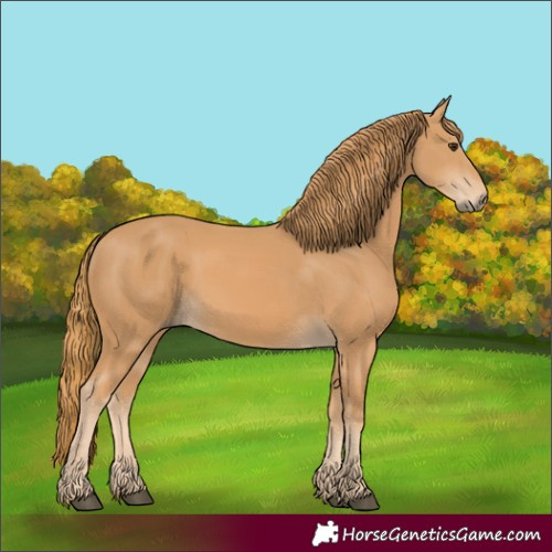 Horse Color:Chestnut 