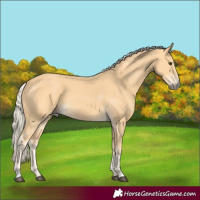 Horse Color:Palomino 
