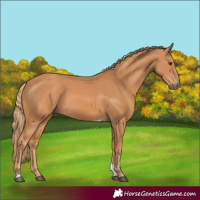 Horse Color:Chestnut Tobiano 