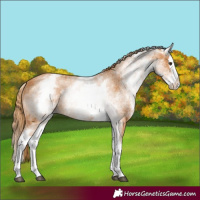 Horse Color:White Spotted Chestnut Splash