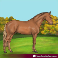 Horse Color:Chestnut 