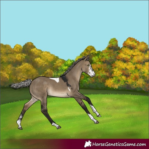 Horse Color:Gray Silver Brown Dun Sabino Tobiano