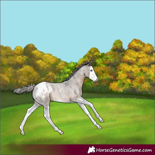 Horse Color:Gray Silver Brown Roan Dun Splash Appaloosa 