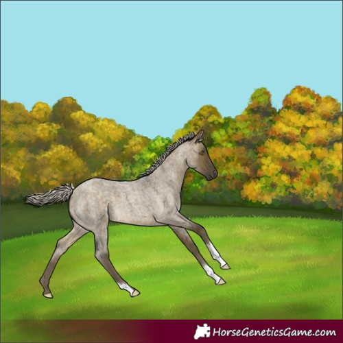Horse Color:Silver Buckskin Roan Dun